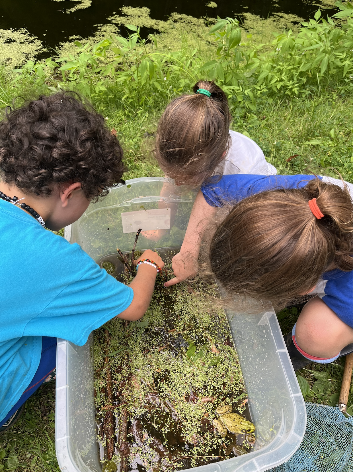 Students examining pond life outdoors in Northern New England